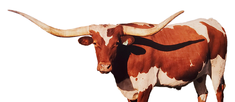 long horn bull